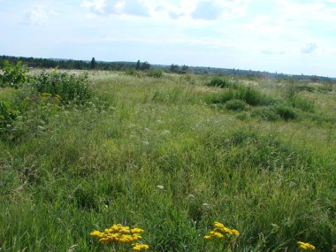 mavi güneşli gökyüzü altında parlak yemyeşil çim alan. Düz yeşil çim alan doğa ile kırsal otlak manzara