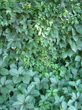 sarmaşık duvar doğal yeşil arka plan bırakır