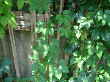 sarmaşık duvar doğal yeşil arka plan bırakır