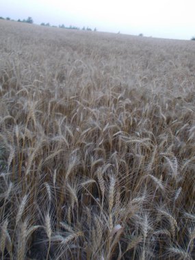 buğday alan güneş ufka mavi gökyüzünde bulutlar ile temas