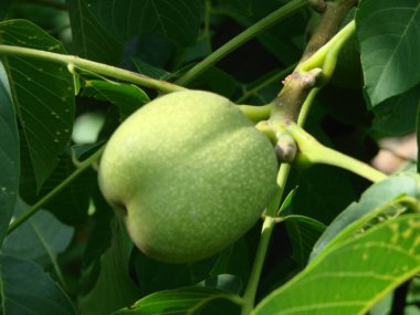 Gün batımında ağaçta taze ceviz. Ceviz ağacı. Yeşil yapraklar arkaplan.