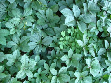 Arka plan doku duvar taze yeşil yoğun Ivy bırakır
