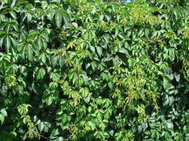 sarmaşık duvar doğal yeşil arka plan bırakır