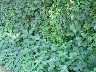 Arka plan doku duvar taze yeşil yoğun Ivy bırakır