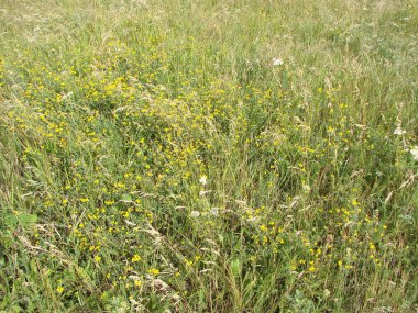 Sahada gündoğumu sırasında çimen. Yaz aylarında tarım peyzaj