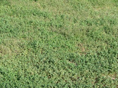 Bir tarladan yeşil çimen dokusu