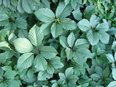 sarmaşık duvar doğal yeşil arka plan bırakır