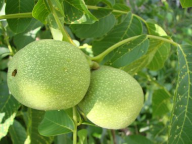 Gün batımında ağaçta taze ceviz. Ceviz ağacı. Yeşil yapraklar arkaplan.