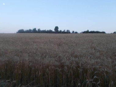 buğday alan güneş ufka mavi gökyüzünde bulutlar ile temas