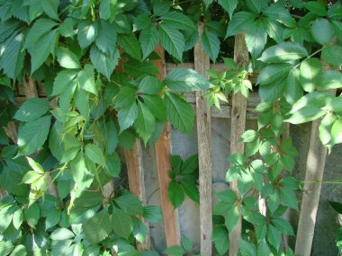 Arka plan doku duvar taze yeşil yoğun Ivy bırakır