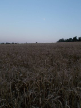 buğday alan güneş ufka mavi gökyüzünde bulutlar ile temas