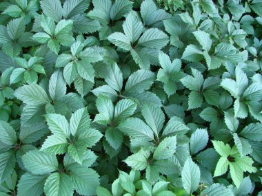 sarmaşık duvar doğal yeşil arka plan bırakır