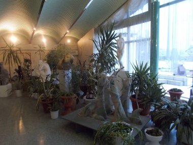 Saksı bitkileri, sırlı çatı ve eşsiz kadife mobilyalı şık portakal, 21.10.2016poltava, Ukrayna