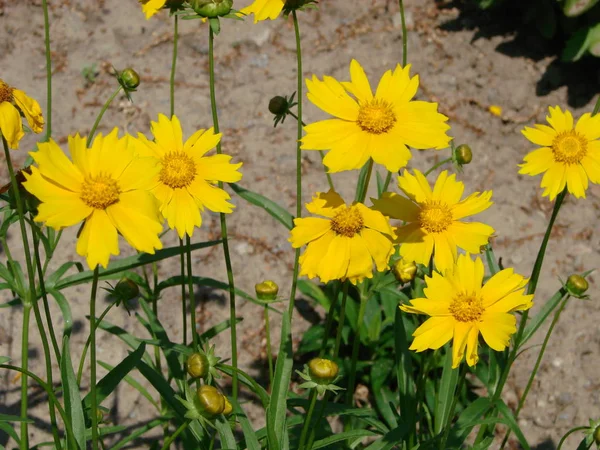 Czerwony Rudbeckia Żółty Kwiat Natura — Zdjęcie stockowe