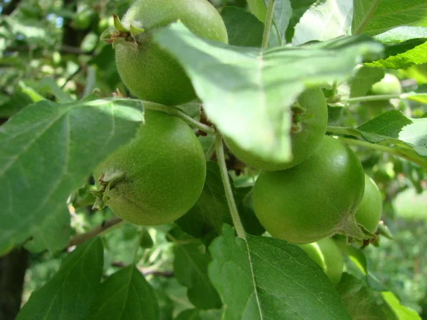 Pommes Vertes Sur Une Branche Prête Être Récoltée Extérieur — Photo