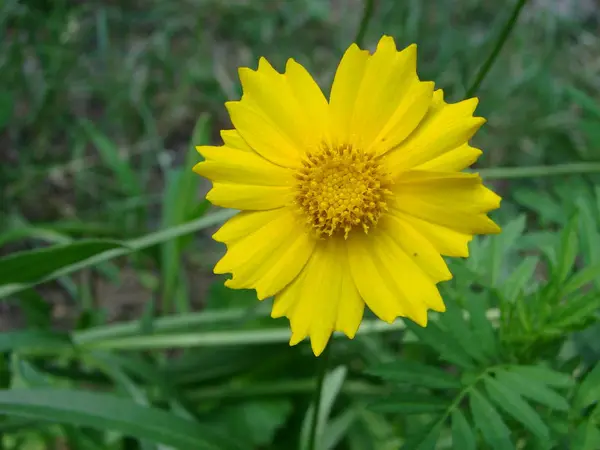 Жовтий Rudbeckia Червона Квітка Природі — стокове фото