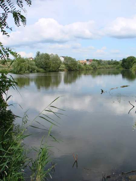 Zomer Meer Buurt Van Het Bos Met Bomen — Stockfoto