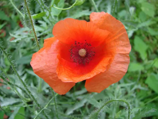 英霊記念日のための記号としてフィールド上の赤いケシの花 明るい花 — ストック写真