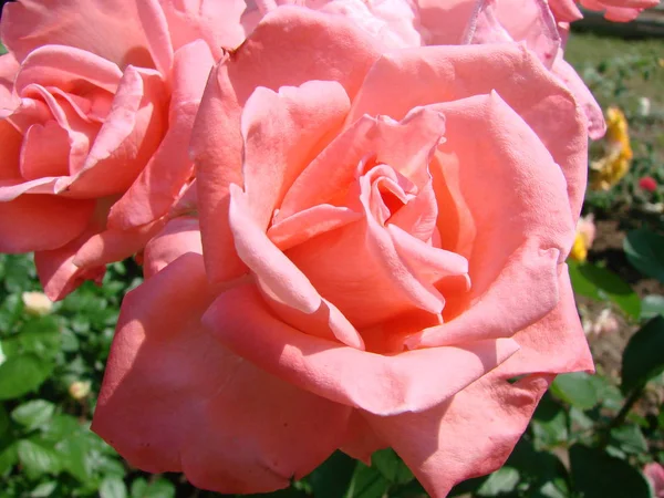 Krásný Život Korálových Růží Kytice Zblízka Nanese Květinový Trh — Stock fotografie