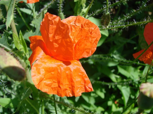 英霊記念日のための記号としてフィールド上の赤いケシの花 明るい花 — ストック写真