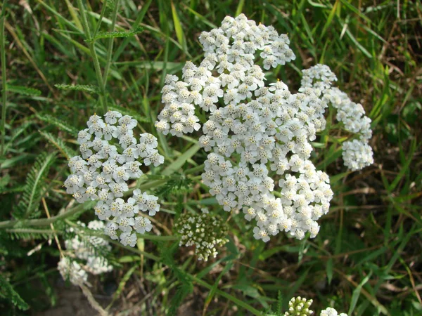Milfoil çayır makro fotoğraf çiçeklenir. Tıbbi bitki, Achillea millefolium, civanperçemi veya burun kanaması bitki