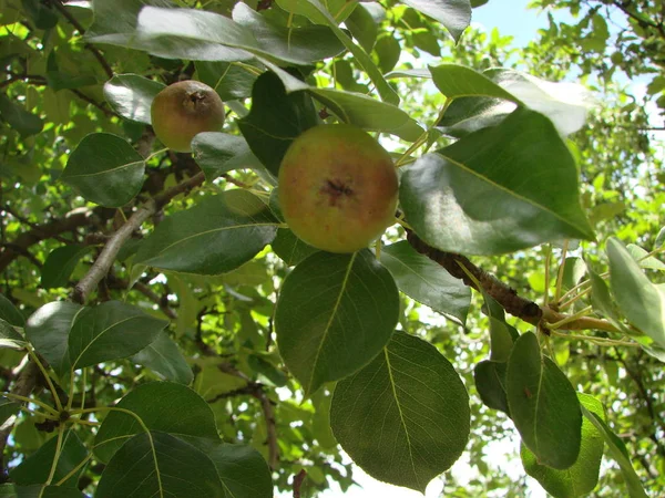 Birnenobst Saftige Bio Frische Reife Lebensmittel Hintergrund Grünes Blatt Baum — Stockfoto