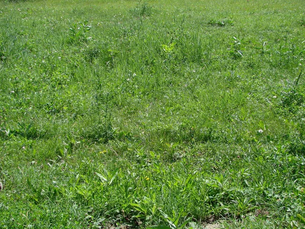 Bir Tarladan Yeşil Çimen Dokusu — Stok fotoğraf