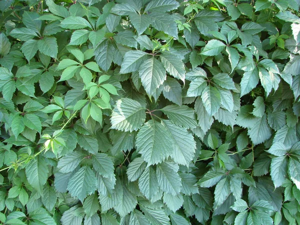 Wall Ivy Leaves Natural Green Background — Stock Photo, Image