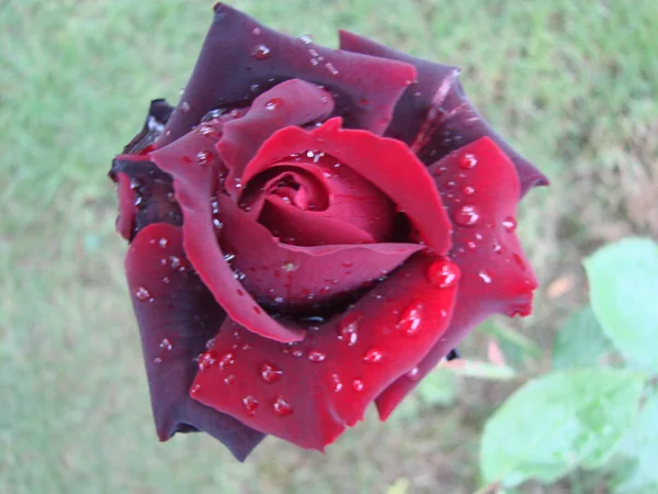 Κόκκινα Ροδοπέταλα Σταγόνες Βροχής Κοντά Κόκκινο Τριαντάφυλλο — Φωτογραφία Αρχείου