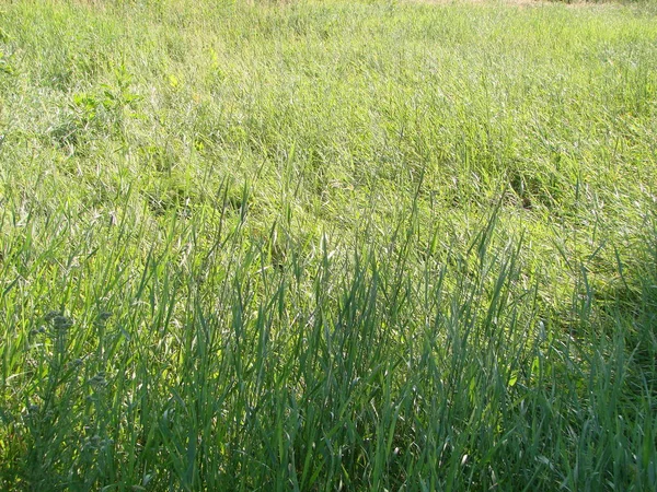 Textura Hierba Verde Campo — Foto de Stock