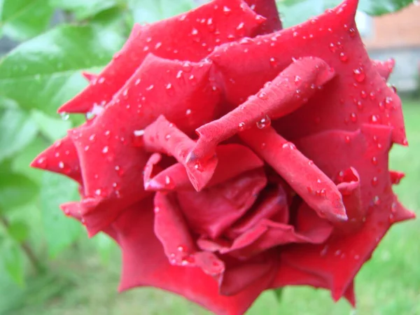 Knopp Blomma Röd Sortrenhet Ros Bakgrunden Grönt Gräs Trädgården Våren — Stockfoto