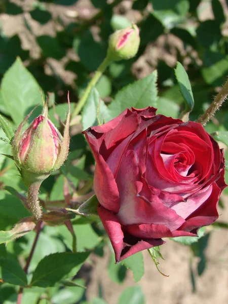 Gemme Fiore Una Varietà Rossa Rosa Sullo Sfondo Erba Verde — Foto Stock