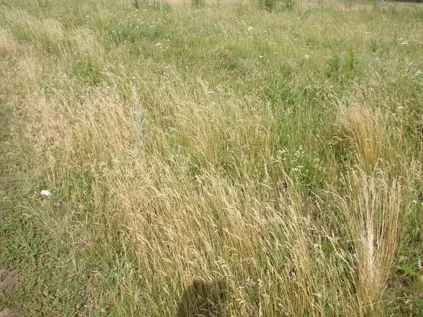 Herbe Sur Terrain Pendant Lever Soleil Paysage Agricole Été — Photo