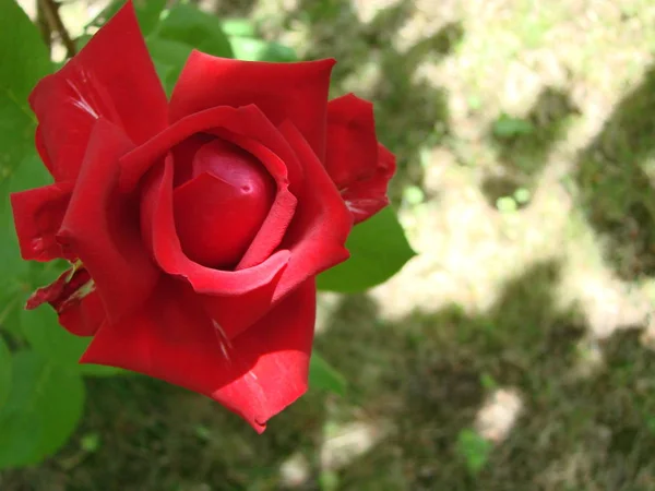 红玫瑰的花朵背景绿草在花园里 明信片 — 图库照片