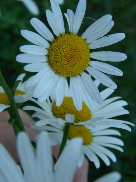 盛开的洋甘菊田野 甘菊花 — 图库照片