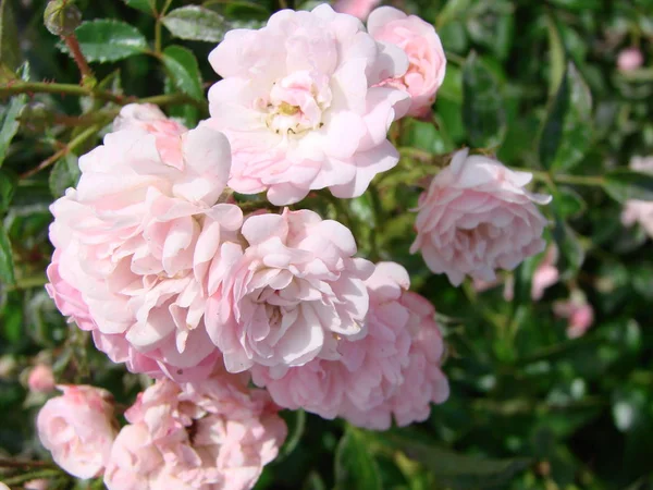 Belles Fleurs Japonaises Rose Camélia Fond Pétale Sombre Humide Délicat — Photo