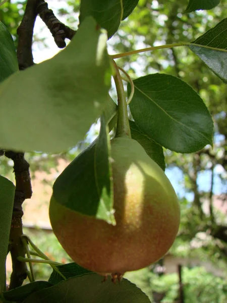 Birnenobst Saftige Bio Frische Reife Lebensmittel Hintergrund Grünes Blatt Baum — Stockfoto