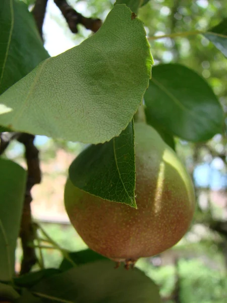 Birnenobst Saftige Bio Frische Reife Lebensmittel Hintergrund Grünes Blatt Baum — Stockfoto