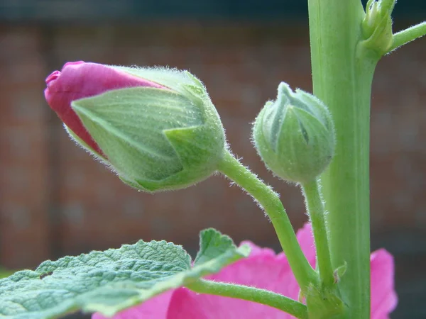 ピンク ウスベニアオイ Silvestris アオイ科の植物 咲くムスク Mallo ウスベニアオイ アレセア カット Leaved — ストック写真