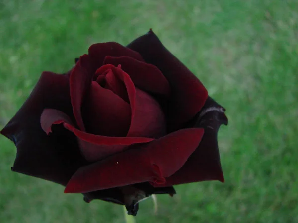 Knopp Blomma Röd Ros Bakgrunden Grönt Gräs Trädgården Våren Sommaren — Stockfoto