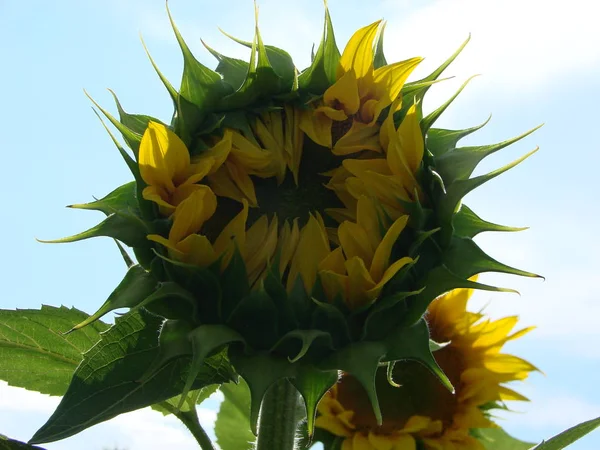 Honey Bee Pollinating Sunflower Bee Produces Honey Flower Close Shot — Stock Photo, Image