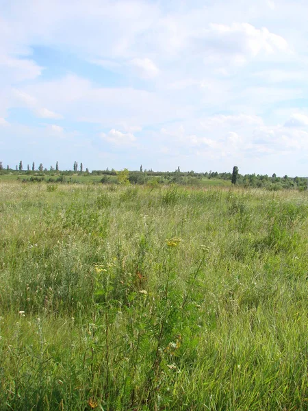 Helder Weelderig Grasveld Onder Blauwe Zonnige Hemel Landelijk Weide Landschap — Stockfoto