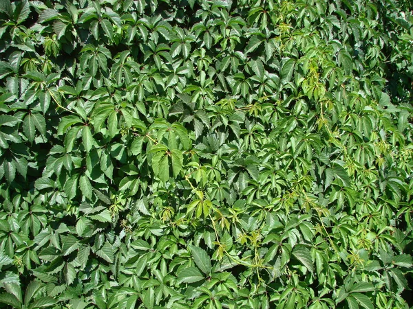 Hustý Břečťan Zeď Čerstvé Zelené Listy Textury Pozadí — Stock fotografie