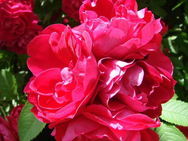 Kudrnatá Červené Růže Obrovská Květenství Zahrada Jaro Léto — Stock fotografie