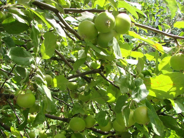 Grüne Äpfel Auf Einem Zweig Zur Ernte Bereit Freien — Stockfoto