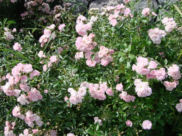 Belas Flores Cor Rosa Camélia Japonesa Fundo Escuro Pétala Mal — Fotografia de Stock