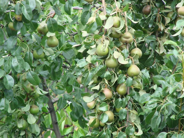 Birnenobst Saftige Bio Frische Reife Lebensmittel Hintergrund Grünes Blatt Baum — Stockfoto