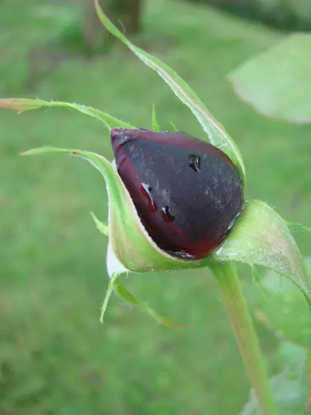 Rote Rosenblätter Mit Regentropfen Großaufnahme Rote Rose — Stockfoto