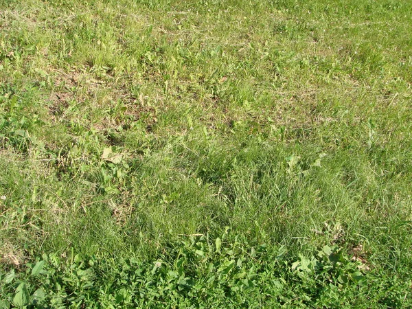 Green Grass Texture Field — Stock Photo, Image