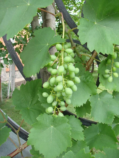 Borstel Van Groene Druiven Het Rijke Groene Blad Van Gebeeldhouwde — Stockfoto